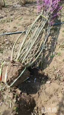 高度210厘米丛生紫荆