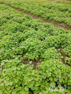 高度15厘米紫云英