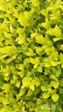 高度15厘米大花芦莉