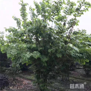 高度220厘米巴杆红丛生紫荆