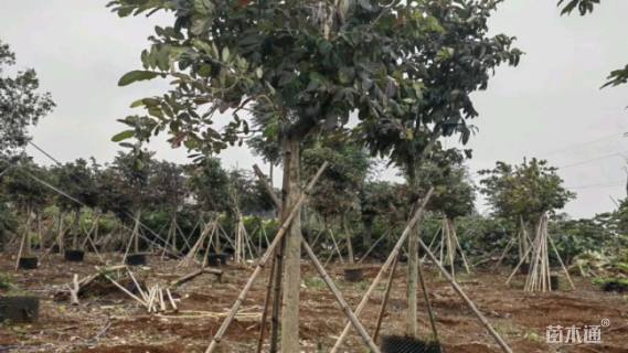 12公分大叶紫薇