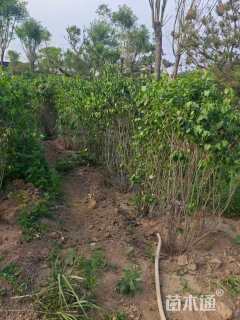 高度1.2厘米丛生紫丁香