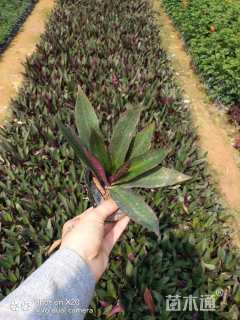 高度15厘米小蚌兰