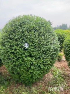 冠幅120厘米小叶女贞球