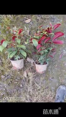 高度32厘米红背桂