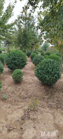 冠幅150厘米金冠女贞球