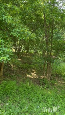 高度600厘米丛生茶条槭