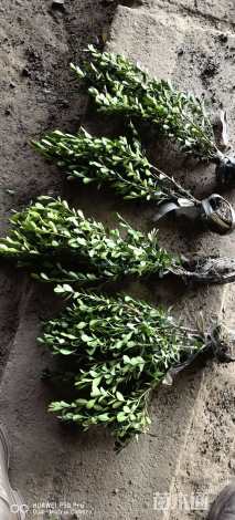 冠幅20厘米瓜子黄杨球