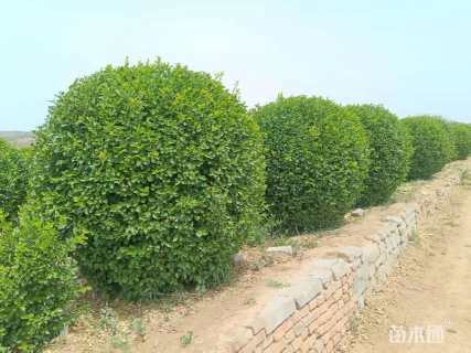 冠幅180厘米大叶黄杨球