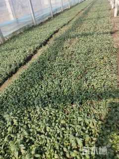 高度20厘米宿根福禄考