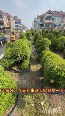 10公分造型小叶女贞