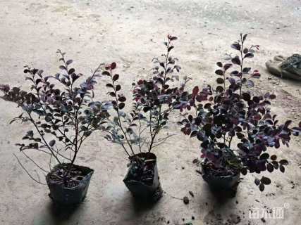 高度35厘米红花继木小苗