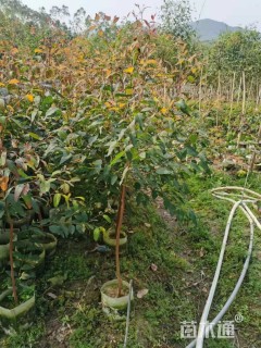 高度30厘米桉树小苗