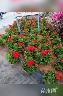 高度30厘米天竺葵