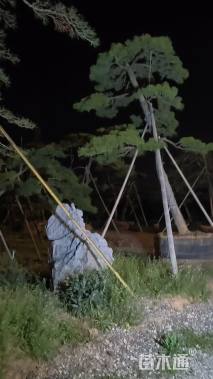 24公分造型黑松