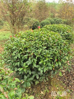 冠幅150厘米红叶石楠球