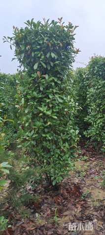 冠幅50厘米红叶石楠球