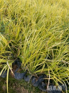高度20厘米金叶石菖蒲