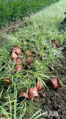 高度20厘米金边麦冬