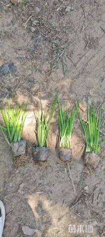 高度60厘米菖蒲