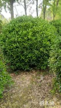 冠幅120厘米大叶黄杨球