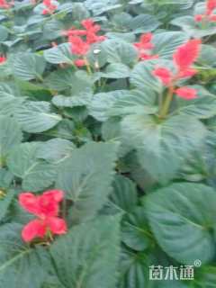 高度20厘米一串红