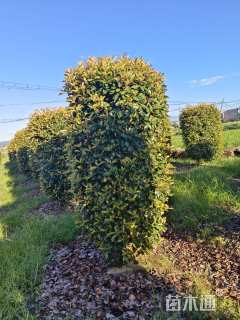 高度260厘米红叶石楠柱