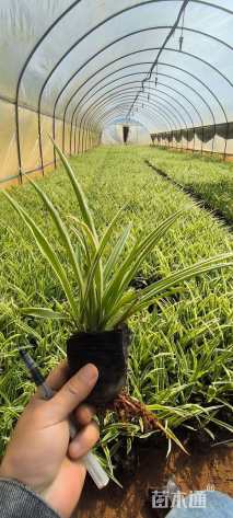 高度20厘米吊兰