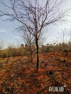 15公分云南樱花