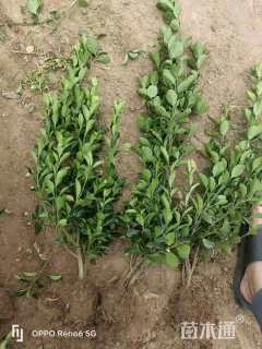 高度30厘米大叶黄杨小苗
