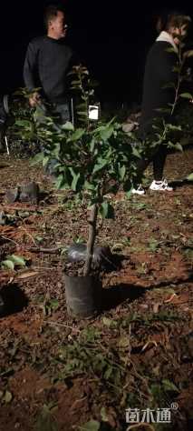 高度60厘米红花三角梅