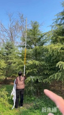 高度500厘米雪松