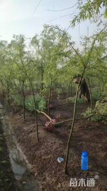 15公分金丝垂柳