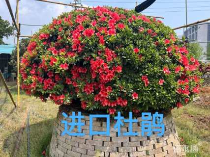 50公分红果冬青