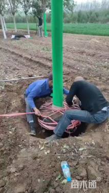 20公分大叶女贞