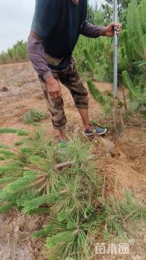 高度50厘米黑松