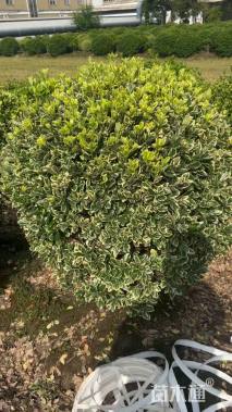 冠幅100厘米胡颓子球