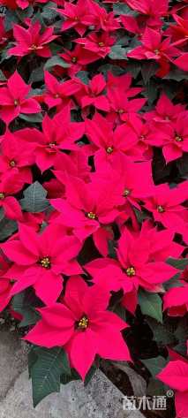 高度35厘米一品红