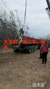 10公分染井吉野樱