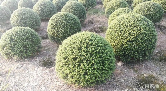 冠幅100厘米龟甲冬青球