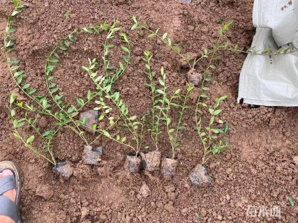 40厘米小叶扶芳藤