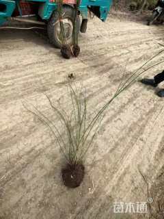 高度80厘米迎春花