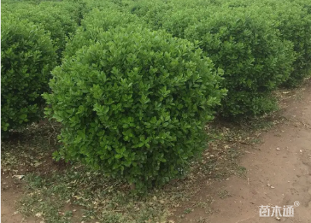 高度200厘米大叶黄杨