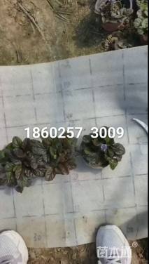 高度3厘米筋骨草