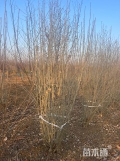 高度200厘米丛生木槿