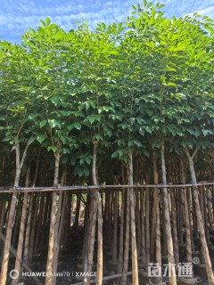 5公分红花风铃木