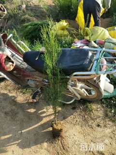 高度80厘米侧柏