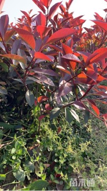 0.31公分红叶石楠