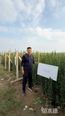 高度120厘米北海道黄杨