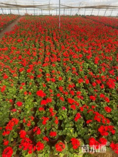 高度20厘米天竺葵